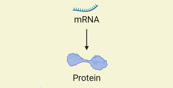 mRNA